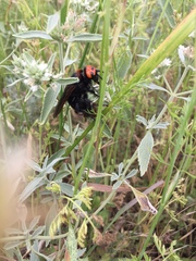 Megascolia maculata maculata