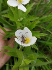 Brachysomida bivittata