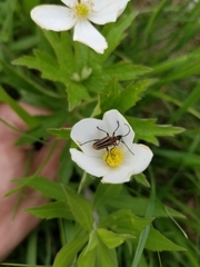 Brachysomida bivittata