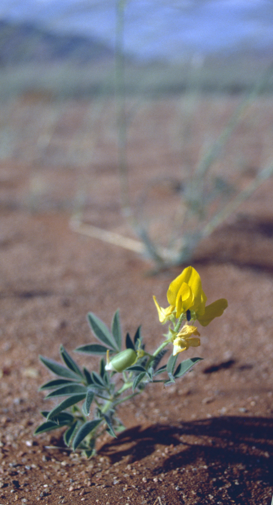 Wild Rattlepod Damara Rattlepod from ǁKaras, Namibia on May 28, 2001 by Peter Gräbner ...