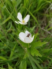 Brachysomida bivittata