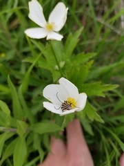 Brachysomida bivittata