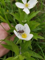 Brachysomida bivittata