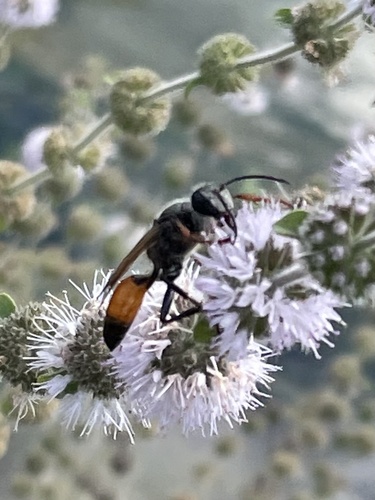 Golden Digger Wasp, Netherlands, photo 10 of 10