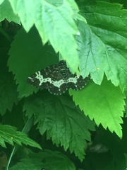 Rheumaptera hastata