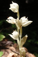 Cephalanthera austiniae