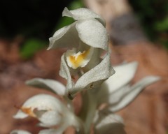 Cephalanthera austiniae