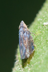 Scaphytopius loricatus