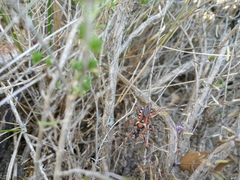 Rhynocoris punctiventris