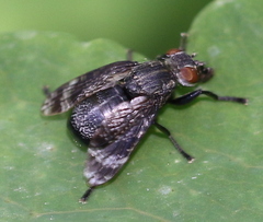 Platystoma