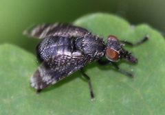 Platystoma