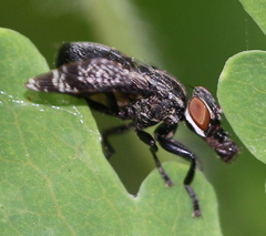 Platystoma