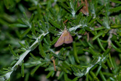 Pyrausta laticlavia