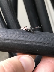 Evania appendigaster
