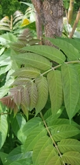 Ailanthus altissima