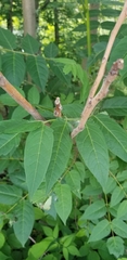 Ailanthus altissima