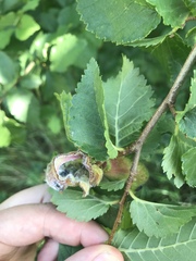 Eriosoma lanuginosum