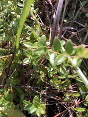 Vaccinium crassifolium