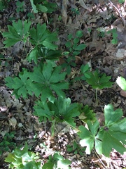Podophyllum peltatum