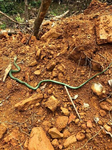 Rhino Rat Snake