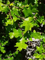 Quercus garryana breweri