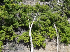 Quercus garryana breweri
