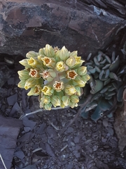 Sedum sanhedrinum