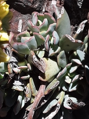 Sedum sanhedrinum