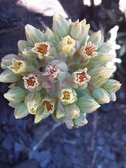 Sedum sanhedrinum