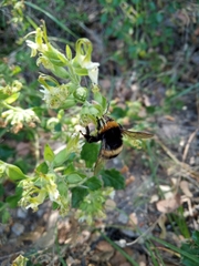 Bombus terrestris dalmatinus