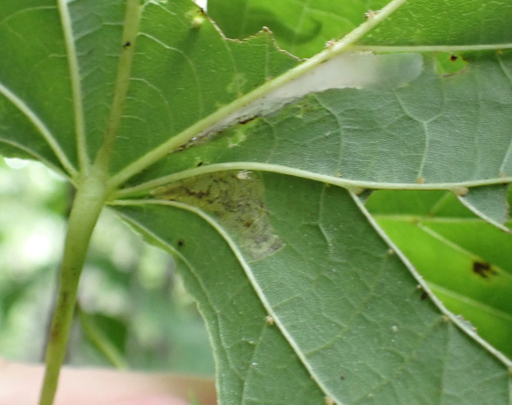 Stigmella argentifasciella