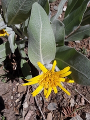 Wyethia helenioides