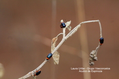 Asphaera abdominalis