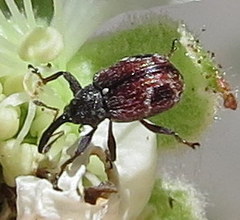 Anthonomus signatus