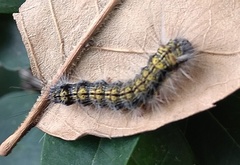 Lepidoptera