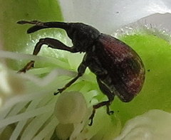 Anthonomus signatus