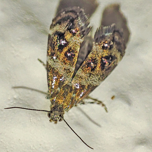 Tebenna micalis