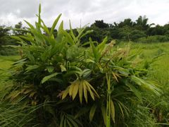 Alpinia galanga