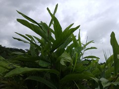 Alpinia galanga