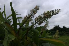 Alpinia galanga