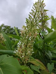 Alpinia galanga