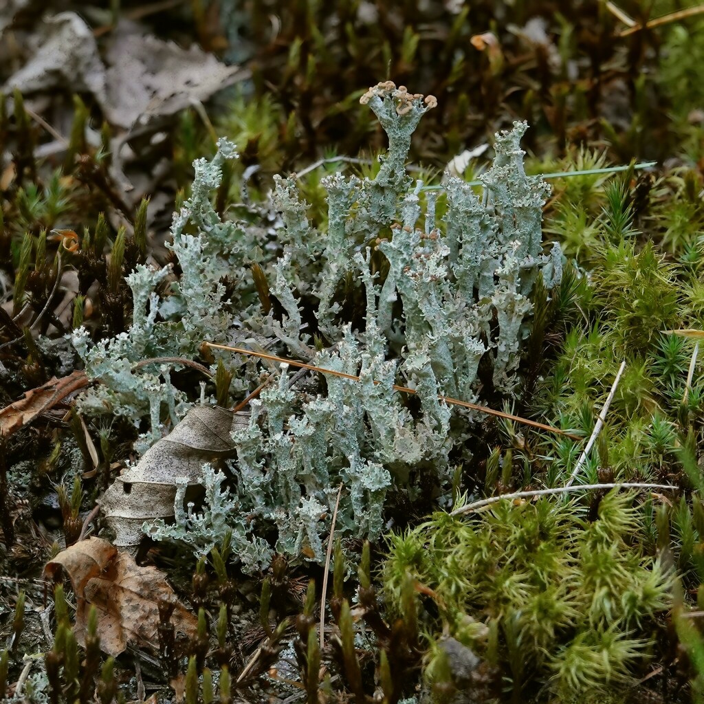 Felt Horn Lichen