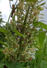 Alpinia galanga