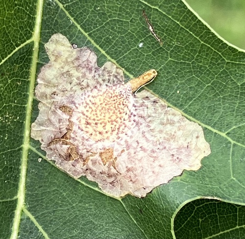 Oak Blotch Miner Moth photo 3