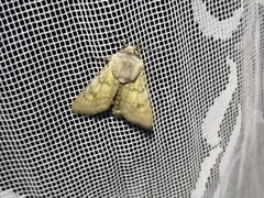 Agrotis simplonia