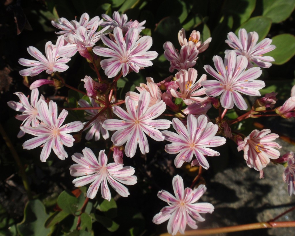 Siskiyou lewisia