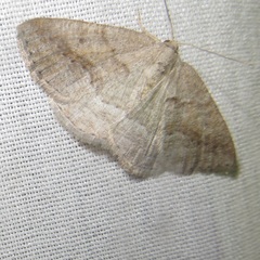 Lomographa glomeraria