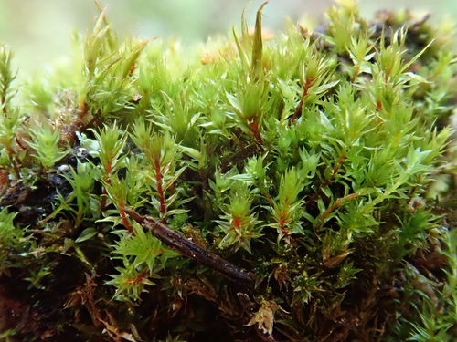 Image of Pohlia nutans by (c) Christian Berg, some rights reserved (CC BY)