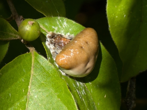 Toadlike Bolas Spider photo 4