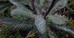 Hieracium bolanderi